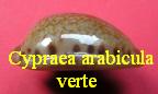 Cypraea (Zonaria) arabicula verte, Lamarck 1810